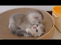 The kitten's wrestling matches are getting more intense day by day!