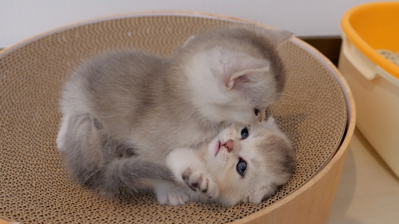 The kitten's wrestling matches are getting more intense day by day!
