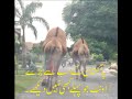 Most Heavy Weight Camel I Ever Seen