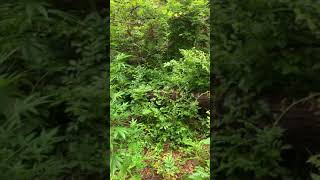 Guerrilla grow Seven Leaf Genetics Crenshaw Kush/ Chiara Skunk 🦨