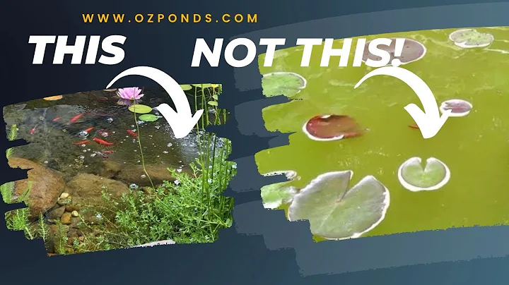 Fix green pond water