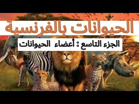 أعضاء جسم الحيوانات بالفرنسية       