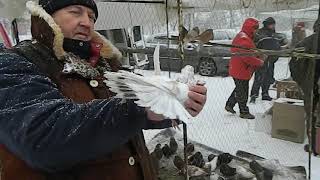 Выставка голубей к 8-му марта.  Горловка 06.03.2021год.