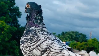 Blondinette Satin pigeon | rare pigeon exotic pigeon #pigeon #pura