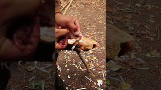 Eat Pigeon and Crayfish in the Wild #bushcraft #survival #alone