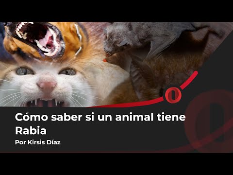 Kirsis Díaz | O investigación - Cómo determinar cuando un animal tiene el virus de la Rabia
