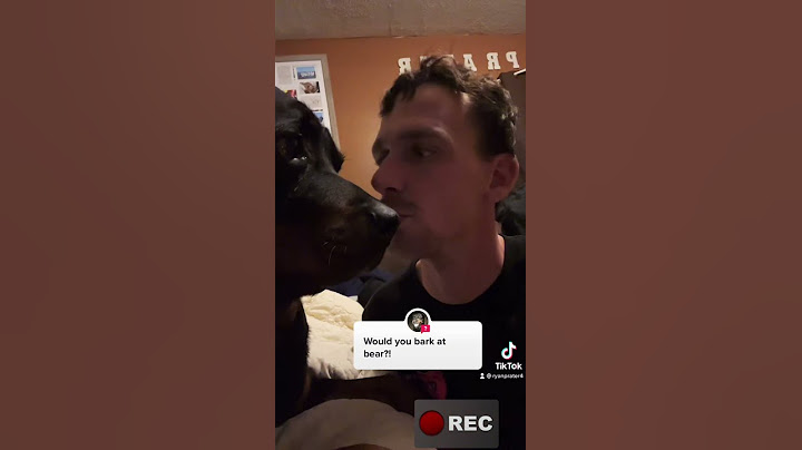 Funniest bark at your dog challenge