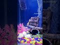 Fish Aquarium 🐠