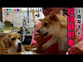 【柴拒否＆飯テロ】柴犬ばくちゃんに反抗期が来たよ🐶だけど動じず、昼はにらラーメン🍜絶対に真似してほしい、簡単ニララーメンレシピを公開しています。