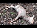 二年目狩猟生活(その51)