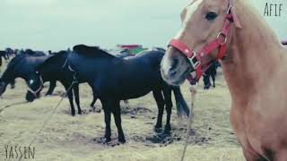 Mosam Tborida Bi Bani Malal O Tagazirat