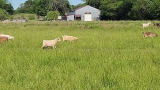 A Few Differences in Ewes Lambing and Nanny's Kidding