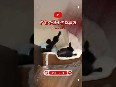 #トイプードル #癒し #可愛い