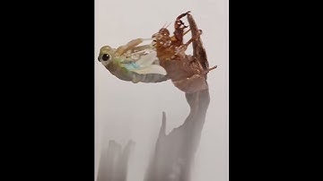 về sầu lột xác #shorts