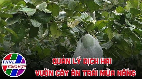 Bạn nhà nông - Kỳ 224: Quản lý dịch hại vườn cây ăn trái mùa nắng