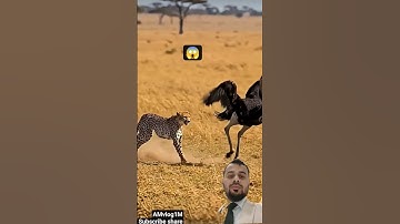 #سورة_الإخلاص #ikhlas #egzonibrahimi #birds #nature #quran #shortvideo #foryou