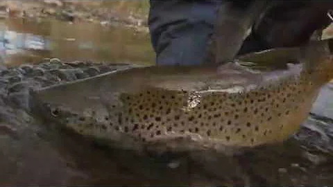 Fall Brown Trout and Egg Flies