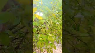 forst love  song | #univarsalknowlegein #nutrelover #songcreation ai