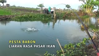 SPOT MANCING APA PASAR IKAN! Liaran kayak kolam, ikan pun besar besar