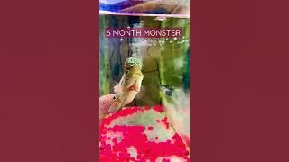 FLOWERHORN F2 KAMFA GROWTH 🔱#flowerhorn #kamfa #aquarium