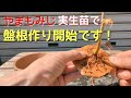 やまもみじ実生苗で盤根作り開始です！