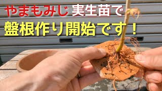 やまもみじ実生苗で盤根作り開始です！