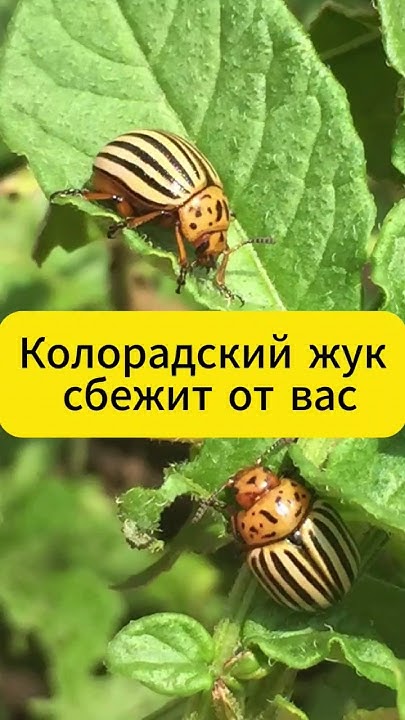 100% метод против колорадского жука! #дача #огород #сад #shorts - YouTube