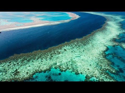 Coral bleaching event unfolding in Coral Sea