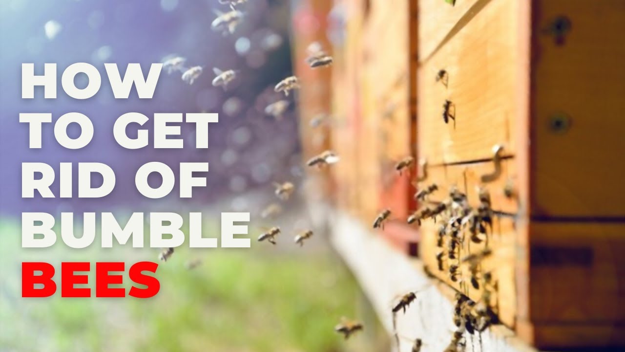 How To Get Rid Of Bumblebees?  What Attracts Them & How To Safely Remove  Them