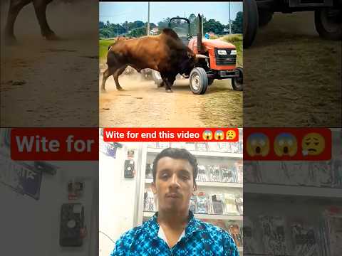 crazy ox 😱😱😱 #shortvideo #reaction