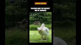 🦩 PELICANS HAVE THE CRAZIEST WAY OF YAWNING ❗ 😯 #Shorts #pelicans @BiologyNEET