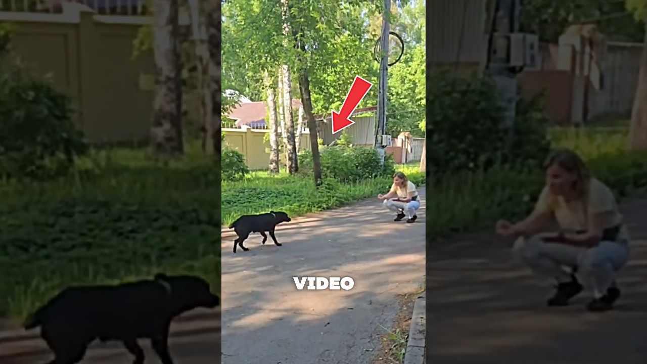 This Dog Recognized Her After So Long 🦮 😱 #dog