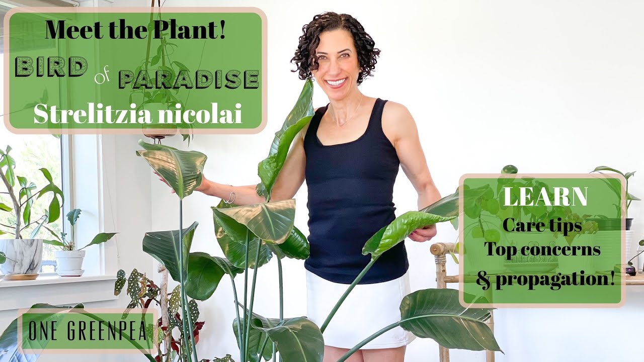 Bird of Paradise aka Strelitzia nicolai :: all you need to know to grow &  propagate
