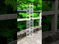【神の遣い黄金の蛇現る】偶然この動画が現れたら大金が舞い込む前兆#shorts @パワースポット一人旅