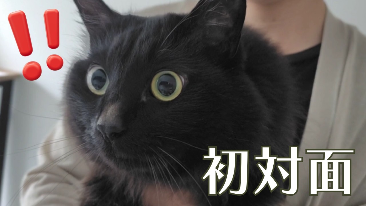 トモくんと海くんのドキドキの初対面！初めて見る自分以外の猫に、おめ