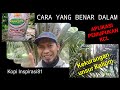 Cara aplikasi pupuk kcl  kopi inspirasi81