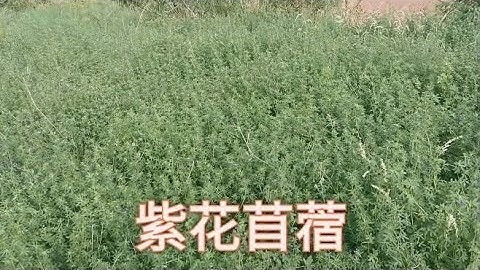 紫花苜蓿草 Youtube