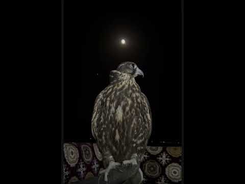 كل مانسنس هبيب كلمات الشاعر فواز عبيد العصيمي ادا المنشد الساعي