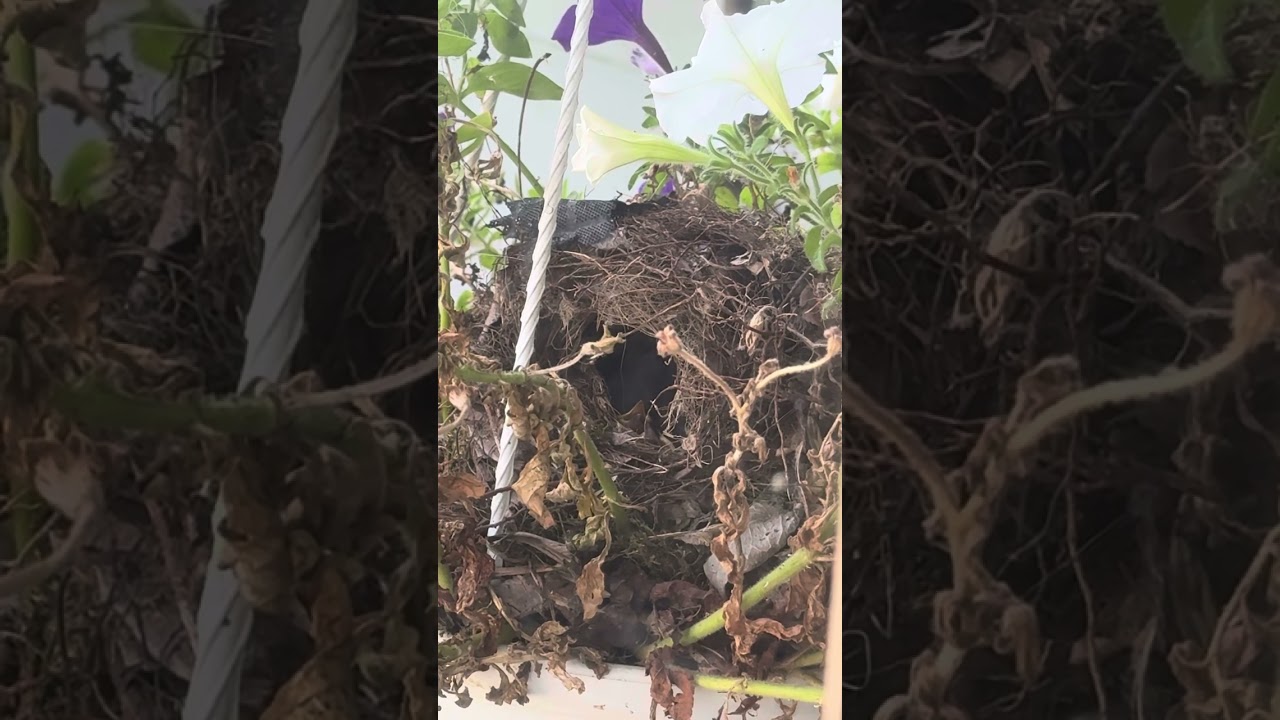 Slow mo baby birds getting fed. Bonus fecal sac at end 😂