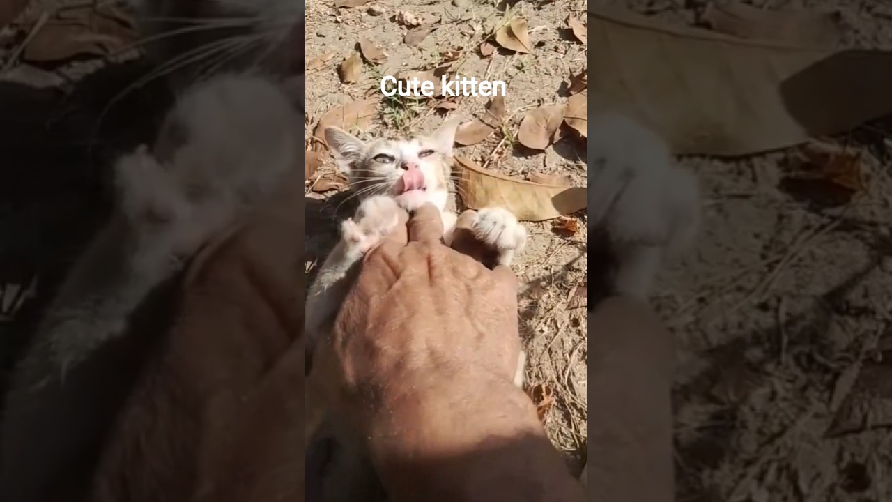Cute kitten / Cute cat / কিউট বিড়াল ❤️ #shortsfeed #ytshorts #cute #viralshort
