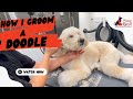 HOW I GROOM A DOODLE