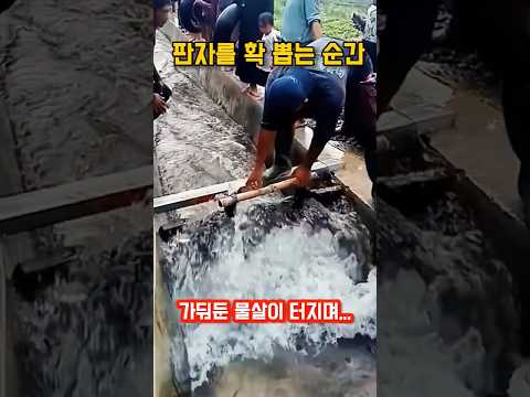 농수로를 막아뒀다가 터뜨리는 진짜 이유｜The Secret Amazing Reason They Dam and Release Canal Water thumbnail