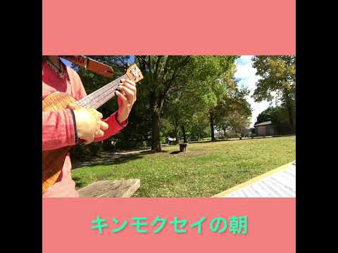 「キンモクセイの朝」　#キンモクセイ祭りsun  #ソロウクレレ