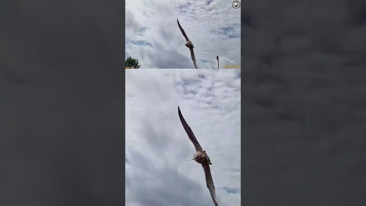 THAT WAS TOO CLOSE! 🦅 Falcon Nearly Hits Crowd!