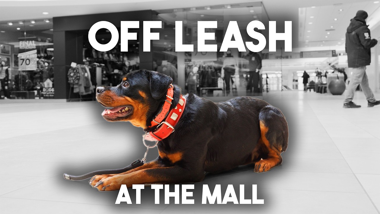 Конец истории с Максом 😭 Лучший способ дрессировки пугливых собак?