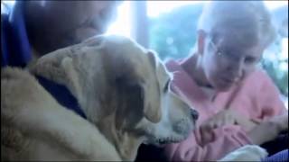 RIP: Zurich, Hero Dog