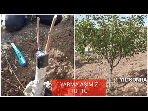 YARMA AŞI NASIL YAPILIR❓DETAYLI ANLATIM‼ || AĞAÇ NASIL AŞILANIR❓|| VİŞNE AĞACIMIZI AŞILADIK TUTTU