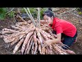 Harvest cassava root goes to the market sell  susan daily life