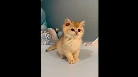 Video 4523531: british golden chinchilla kittens, golden cat british, gentle british, lovely british