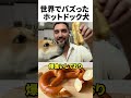 世界でバズったホットドック犬